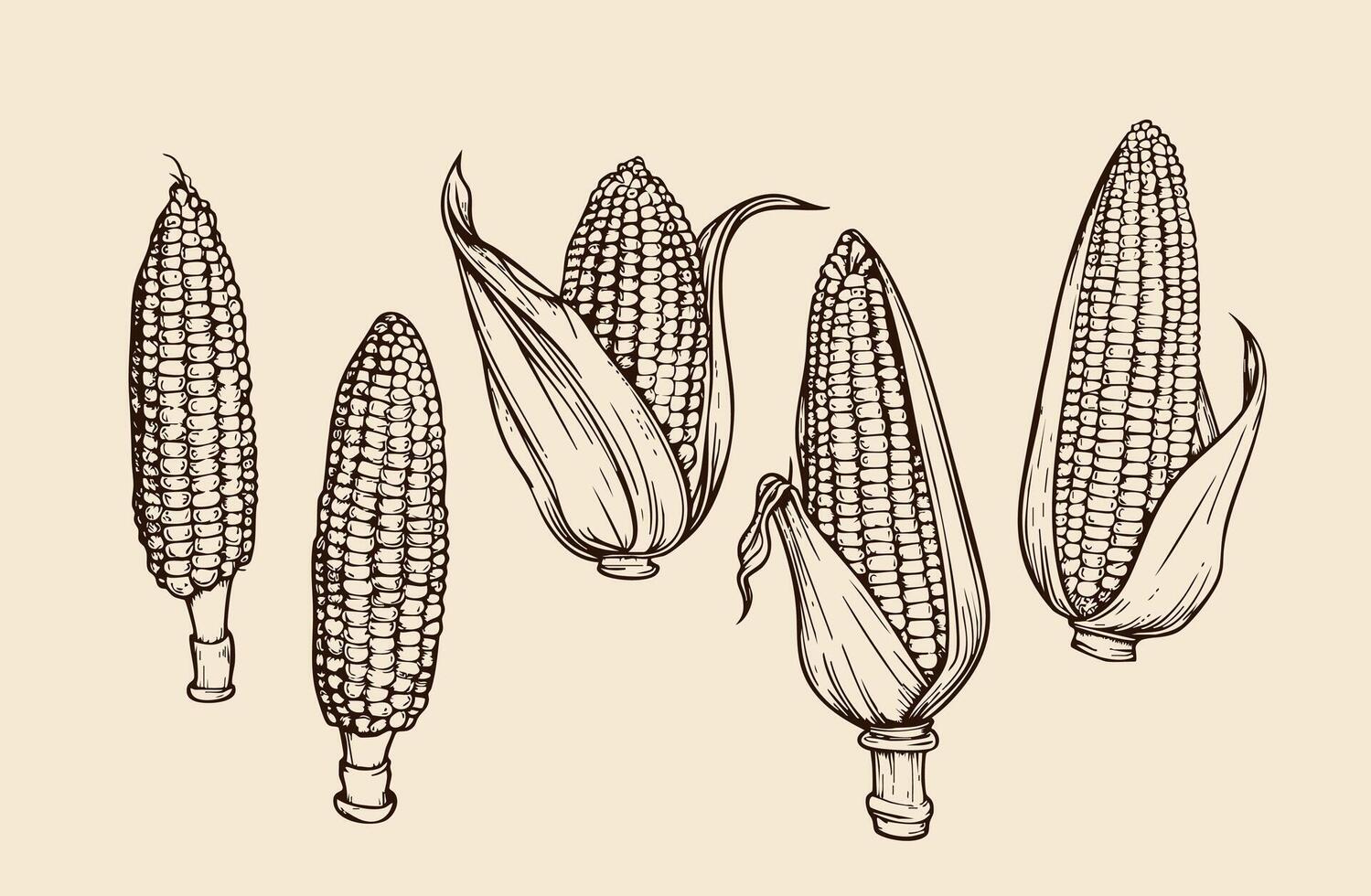 Hand drawn corn illustration. maize sketches set. With Maize plant, corn cob and grains. vector