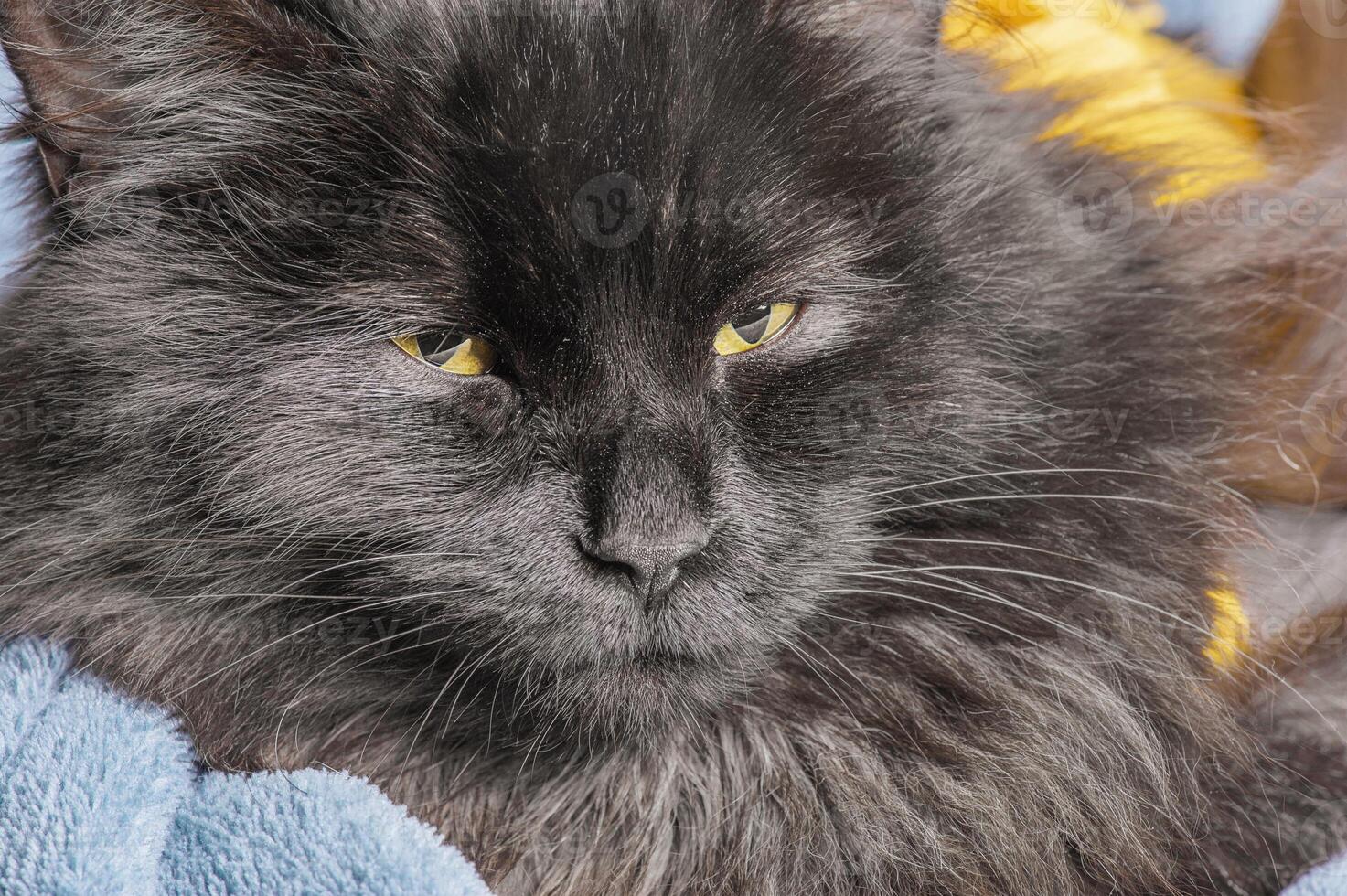 A black cat with long fur on a blue and yellow plaid. photo