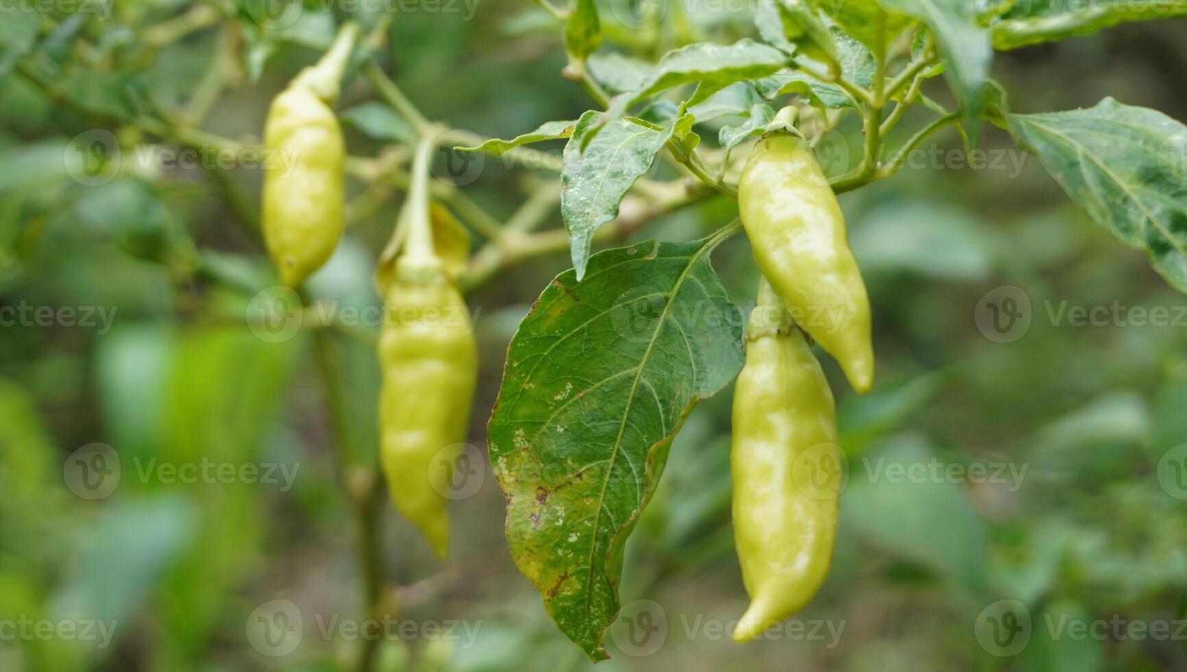 a plant with several green peppers hanging from it photo
