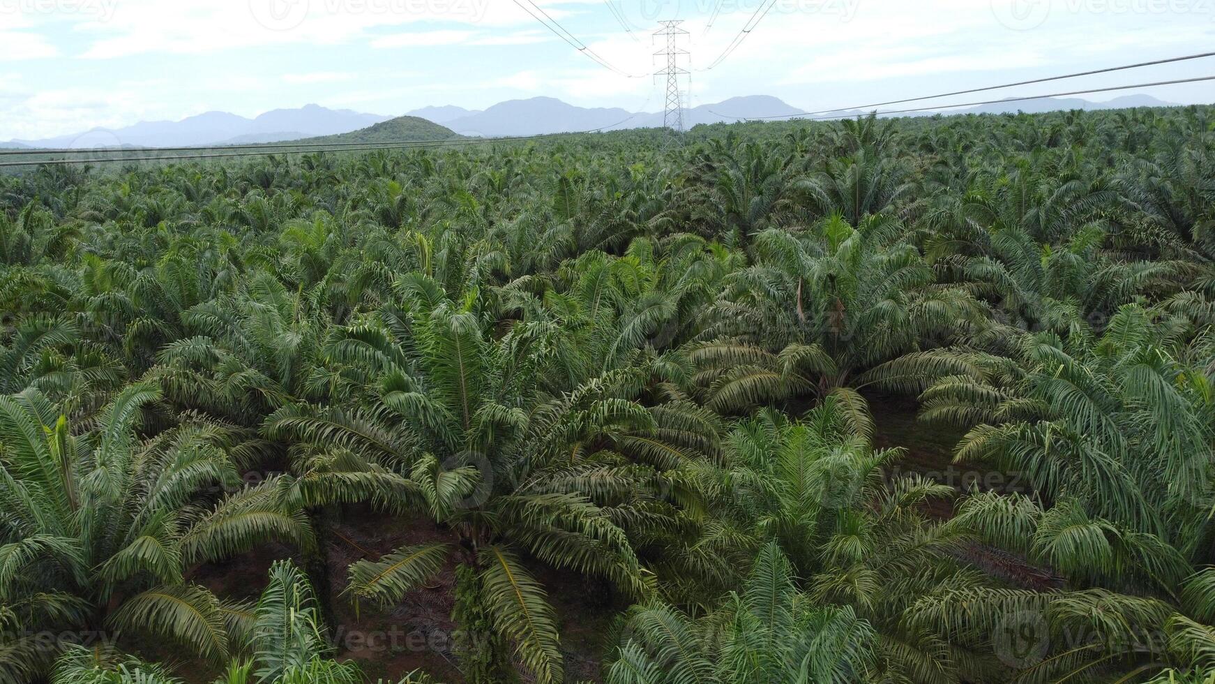 View a huge area of Agricultural industry palm oil tree plantation aerial view with high voltage power line. The green and vast tropical rain forest photo