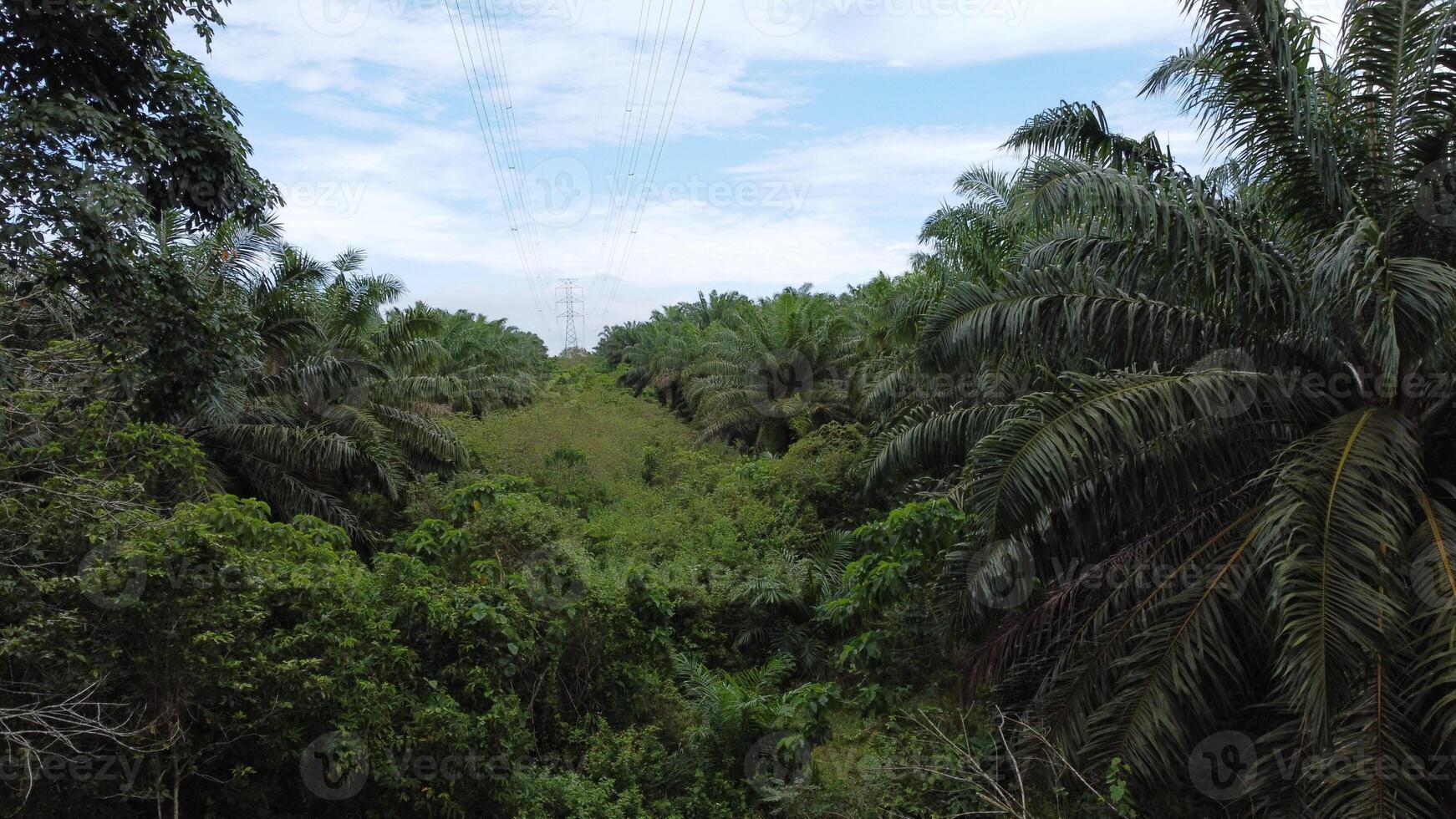View a huge area of Agricultural industry palm oil tree plantation aerial view with high voltage power line. The green and vast tropical rain photo