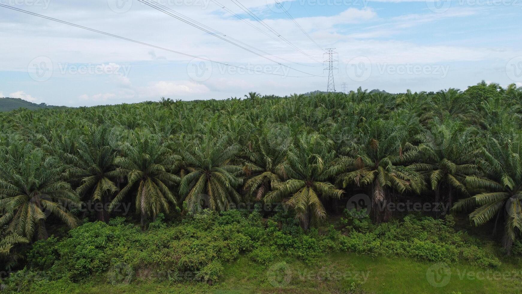 View huge area of Agricultural industry palm oil tree plantation aerial view with high voltage power line. The green and vast tropical rain forest. photo