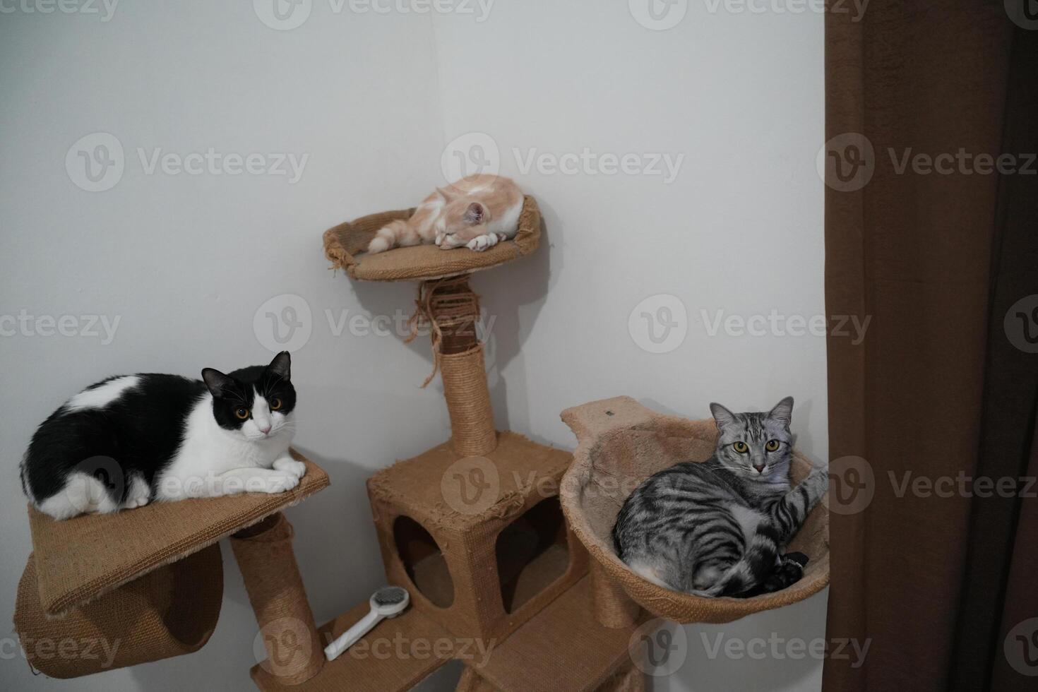 cute cat relaxing at home, there is tuxedo cat, orange cat and grey tabby domestic cat photo