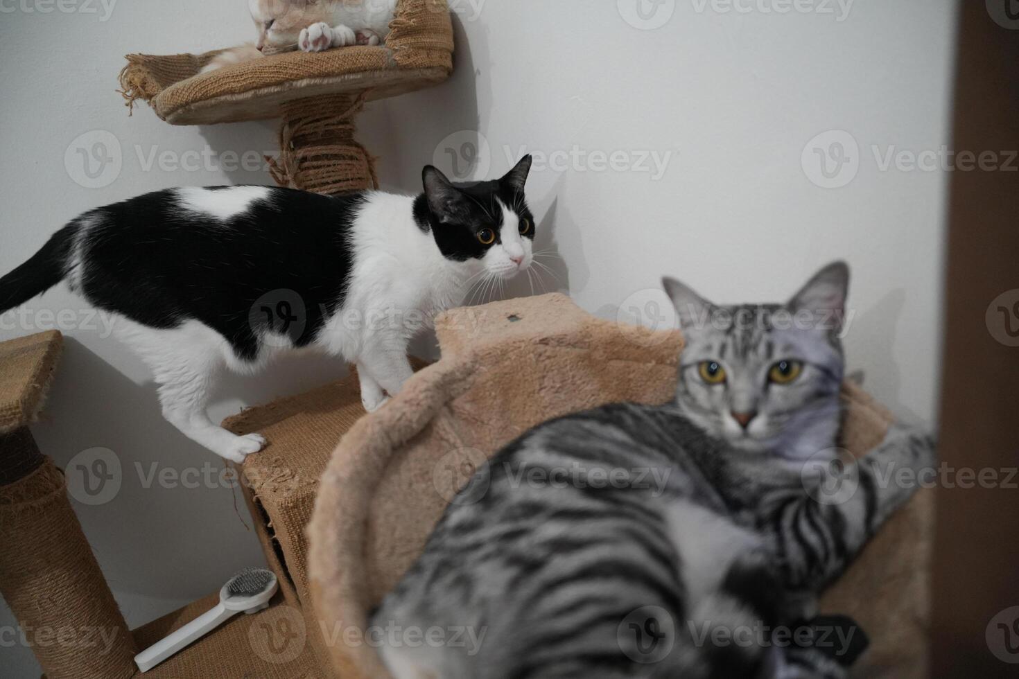 three cat relaxing at home, one is tuxedo cat, orange cat and grey tabby domestic cat photo