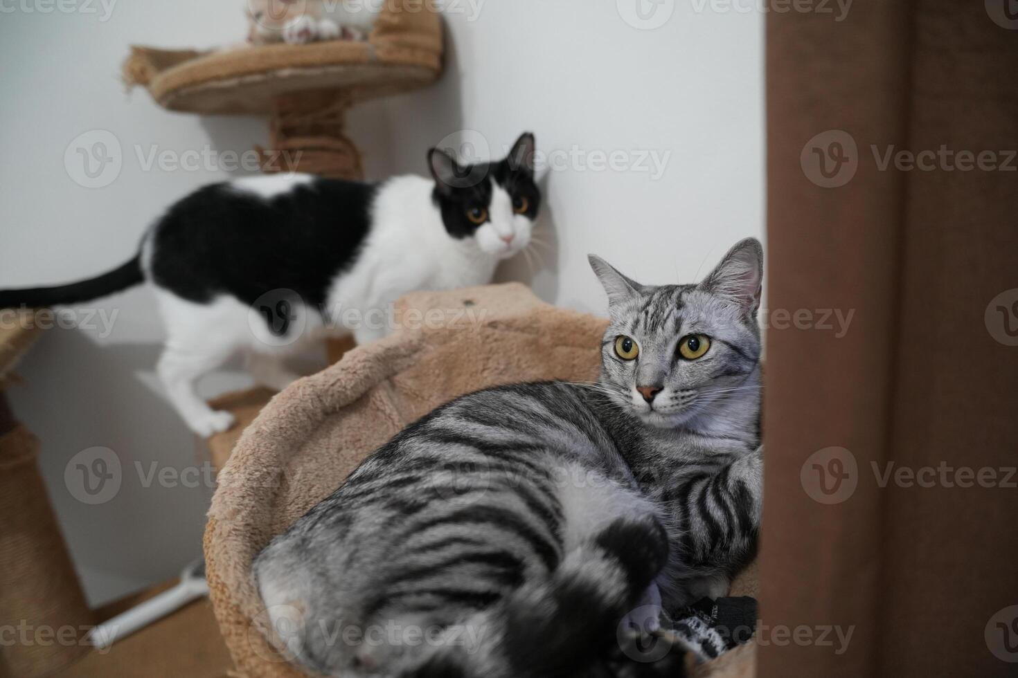three cat sleeping at home, there is tuxedo cat, orange cat and grey tabby domestic cat photo