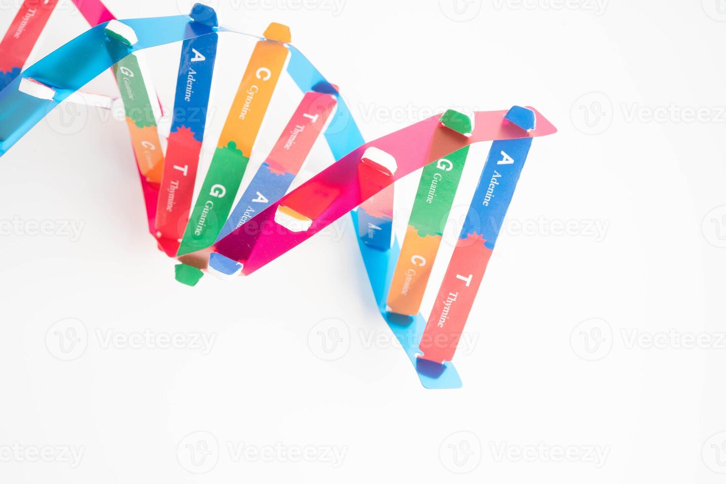 DNA molecule spiral structure model isolated on white background, chromosome and gene chemical science photo