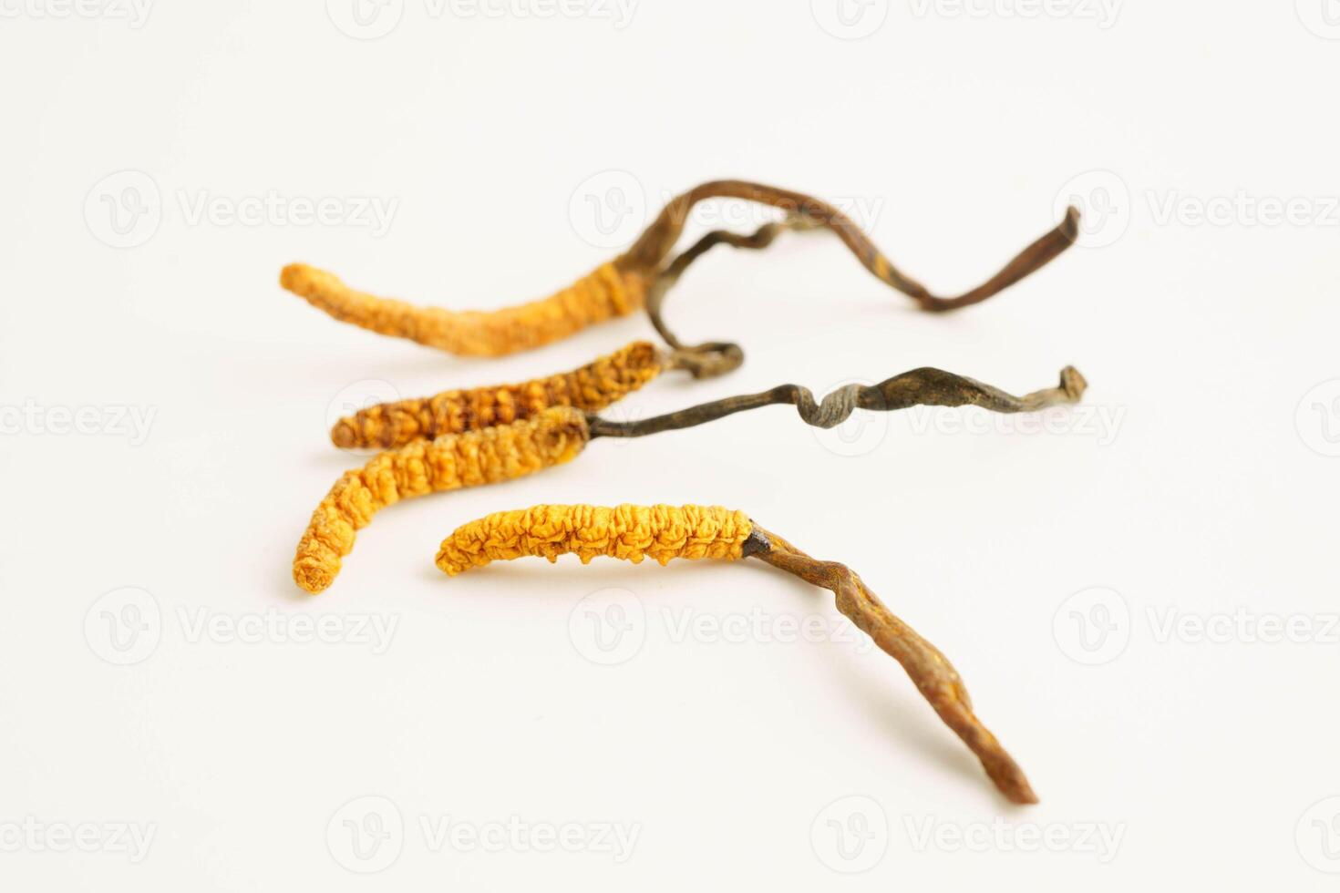 Cordyceps sinensis or Ophiocordyceps sinensis isolated on white background, mushroom herb photo