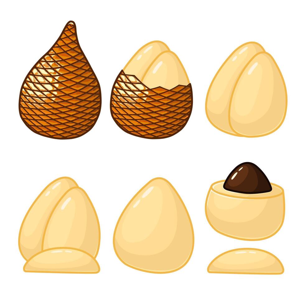 Whole and opened ita palm fruit are arranged in various ways. vector