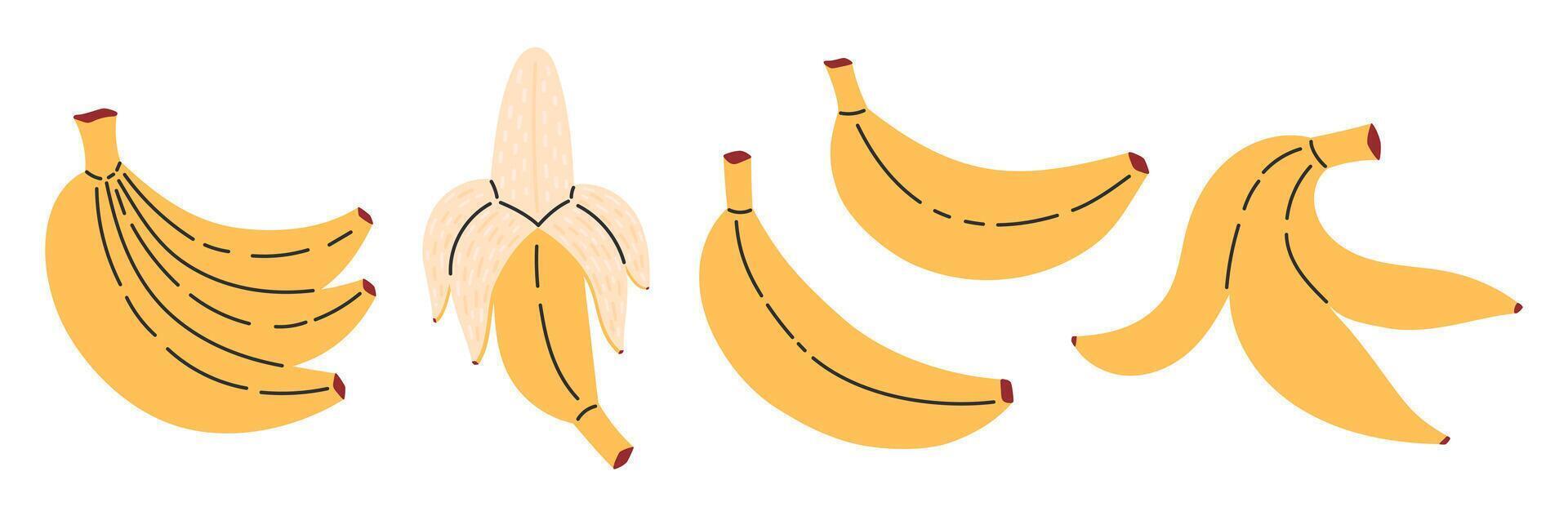 Fresh banana fruits set. Tropical fruits. Peeled banana and bunch of bananas. Collection of organic vitamins and healthy nutrition. Flat illustration isolated on white background vector