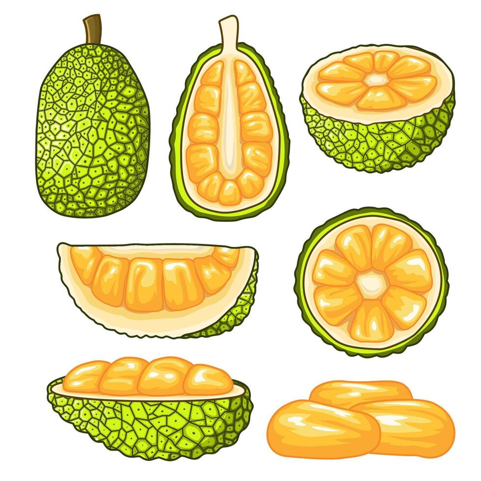 bunch of jack fruit in various shapes vector