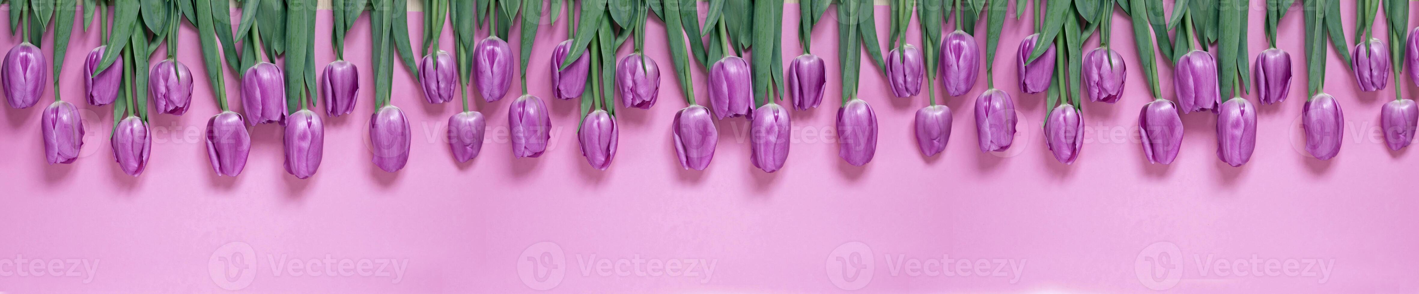 Beautiful tulips in a row on a pink background, top view. Flowers background concept. photo