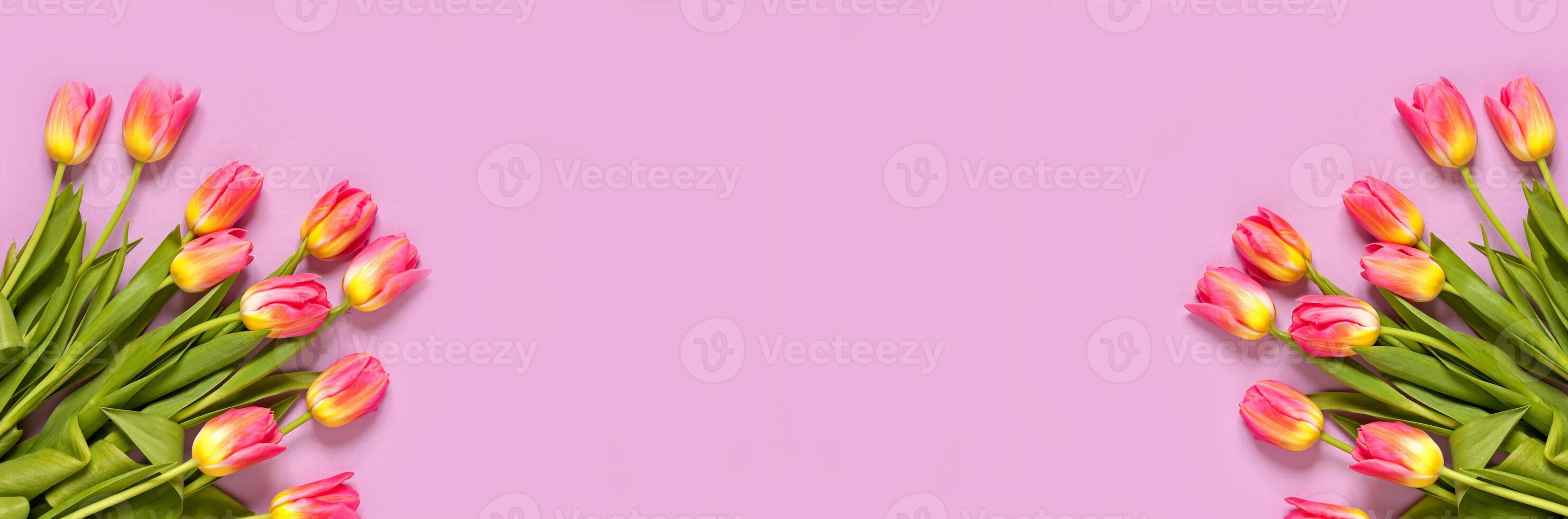Fresh pink and yellow Tulips on a pink background photo