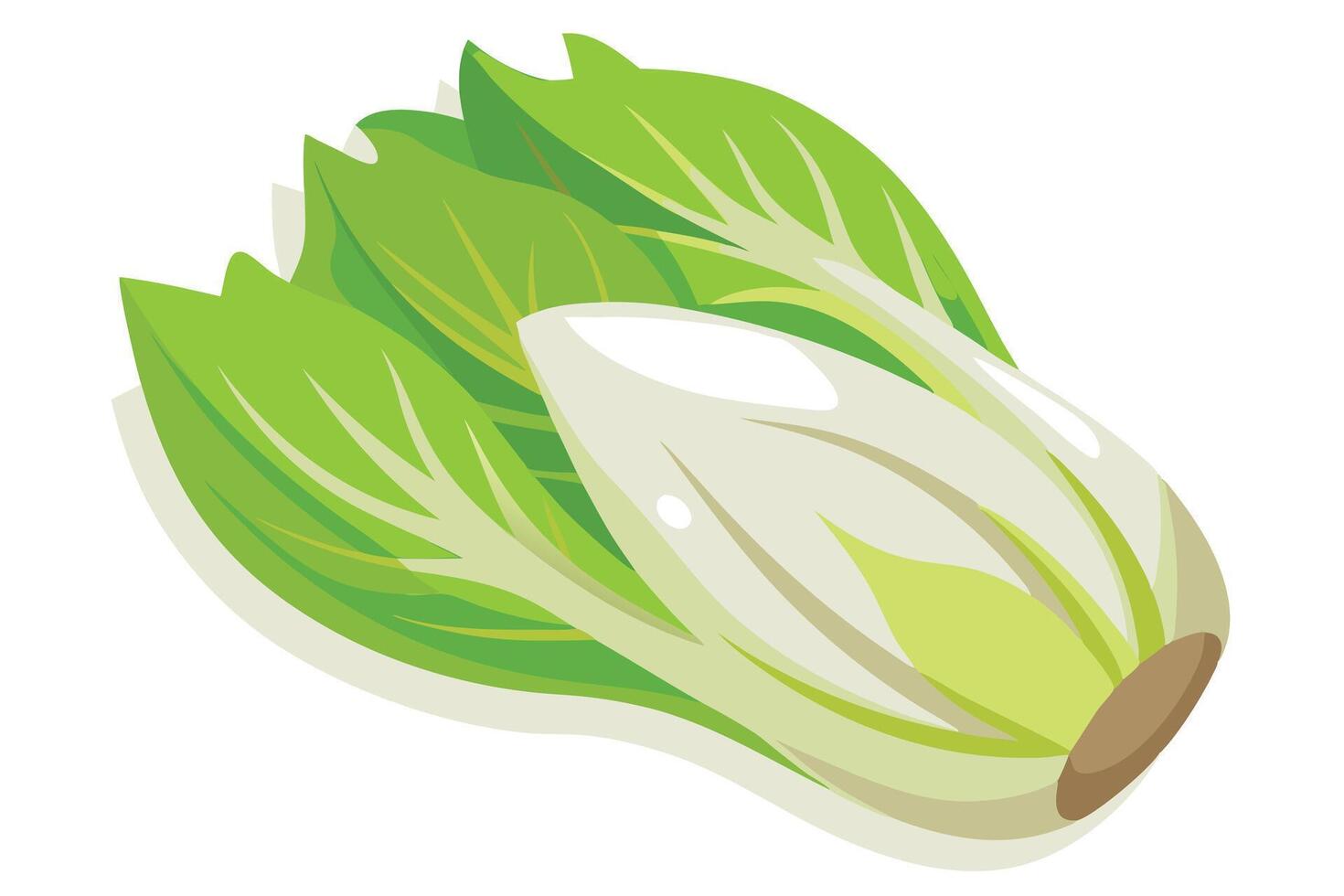 Vibrant Illustration of a Fresh Bok Choy Head vector