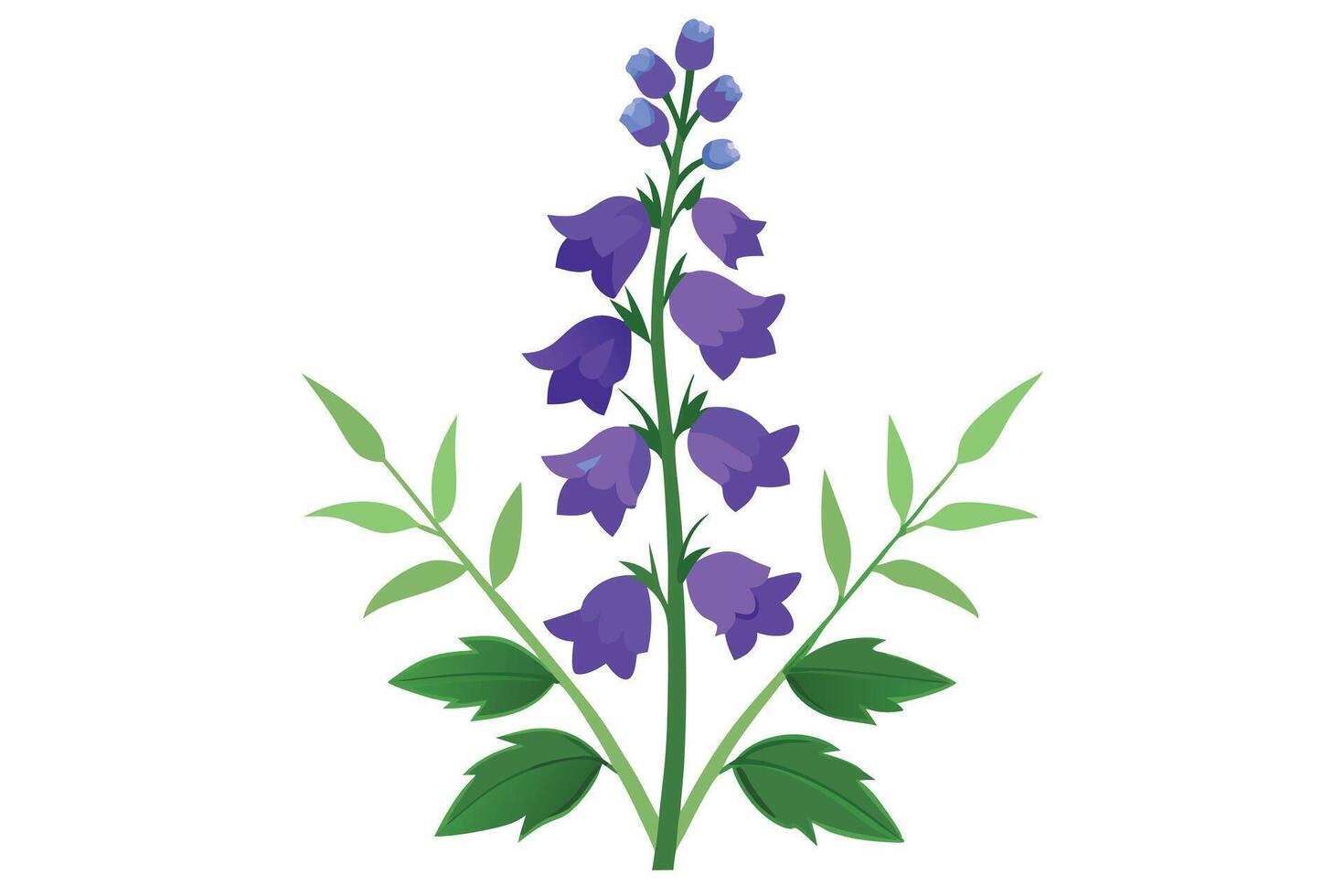 Purple bellflower plant illustration. vector