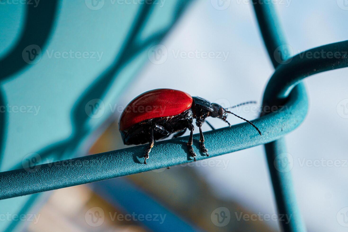 small red Poplar leaf beetle, Chrysomela populi in the nature photo