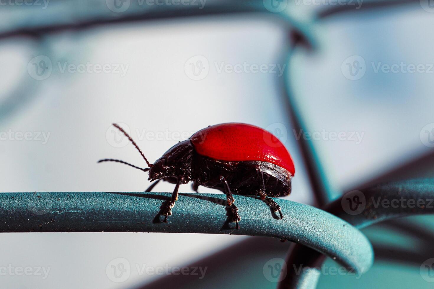 red Poplar leaf beetle, Chrysomela populi photo