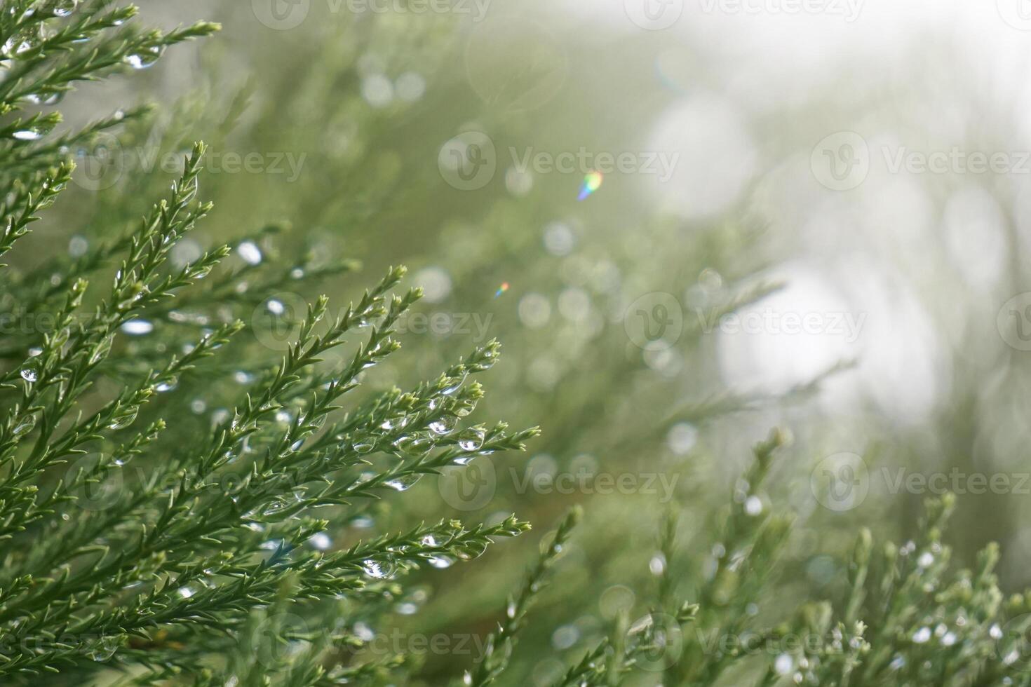 A cypress branches with raindrops in rainy days, green background photo