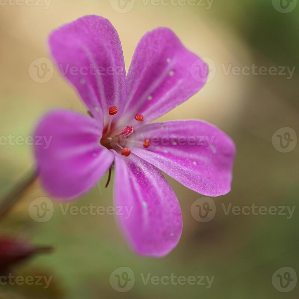 Herb robert, Geranium robertianium photo