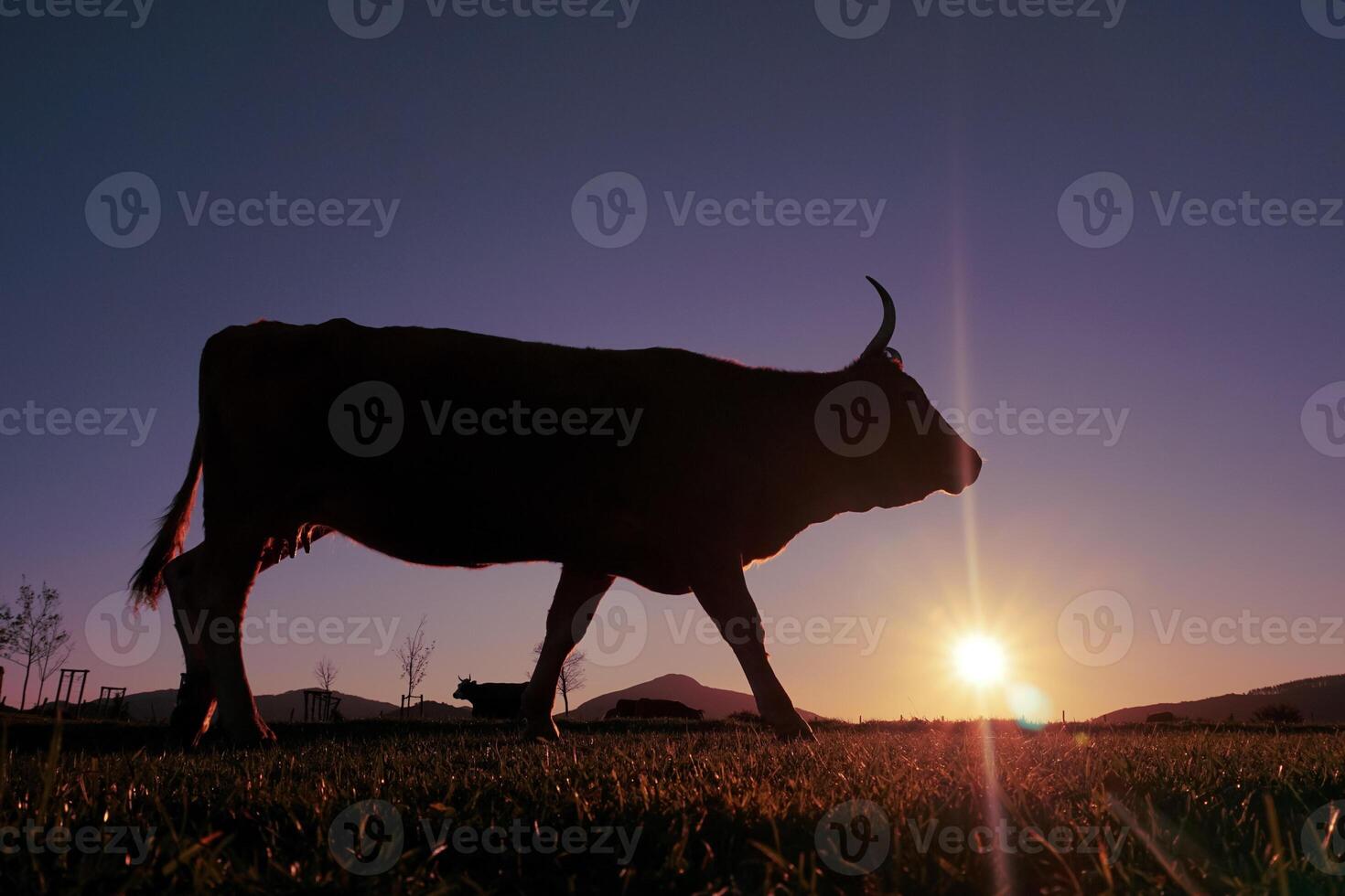 A cow grazing in the meadow and sunset background in summertime photo
