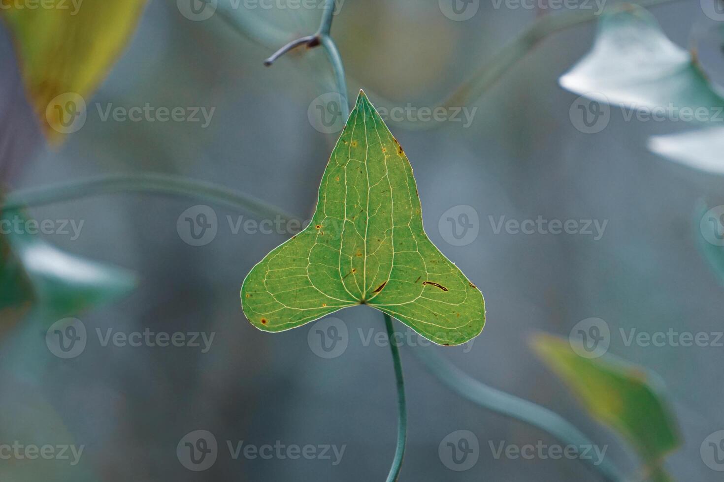 Evergreen climber Smilax aspera, bindweed, sarsaparille, in the nature, heart photo