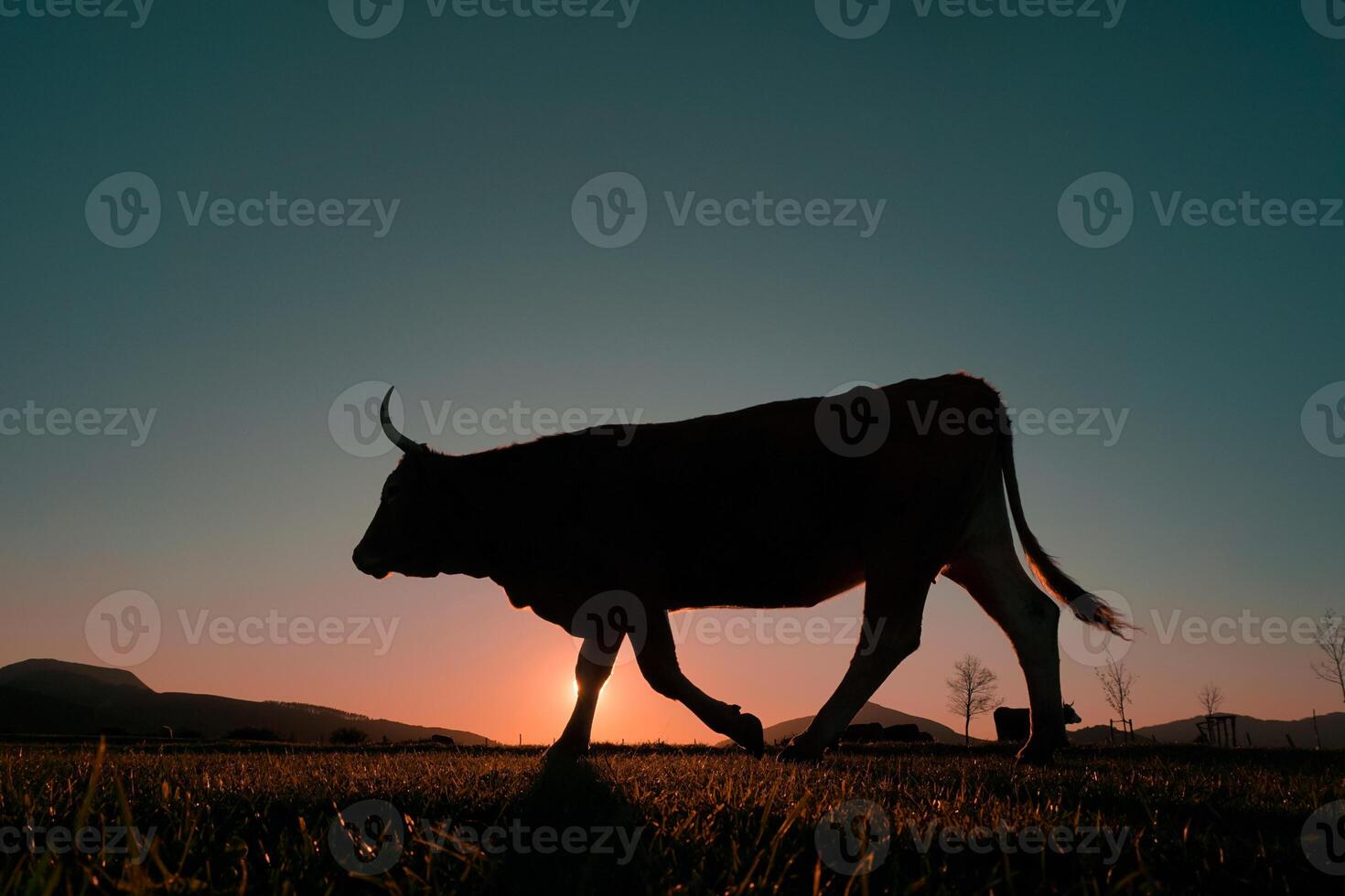cow grazing in the meadow and sunset background photo