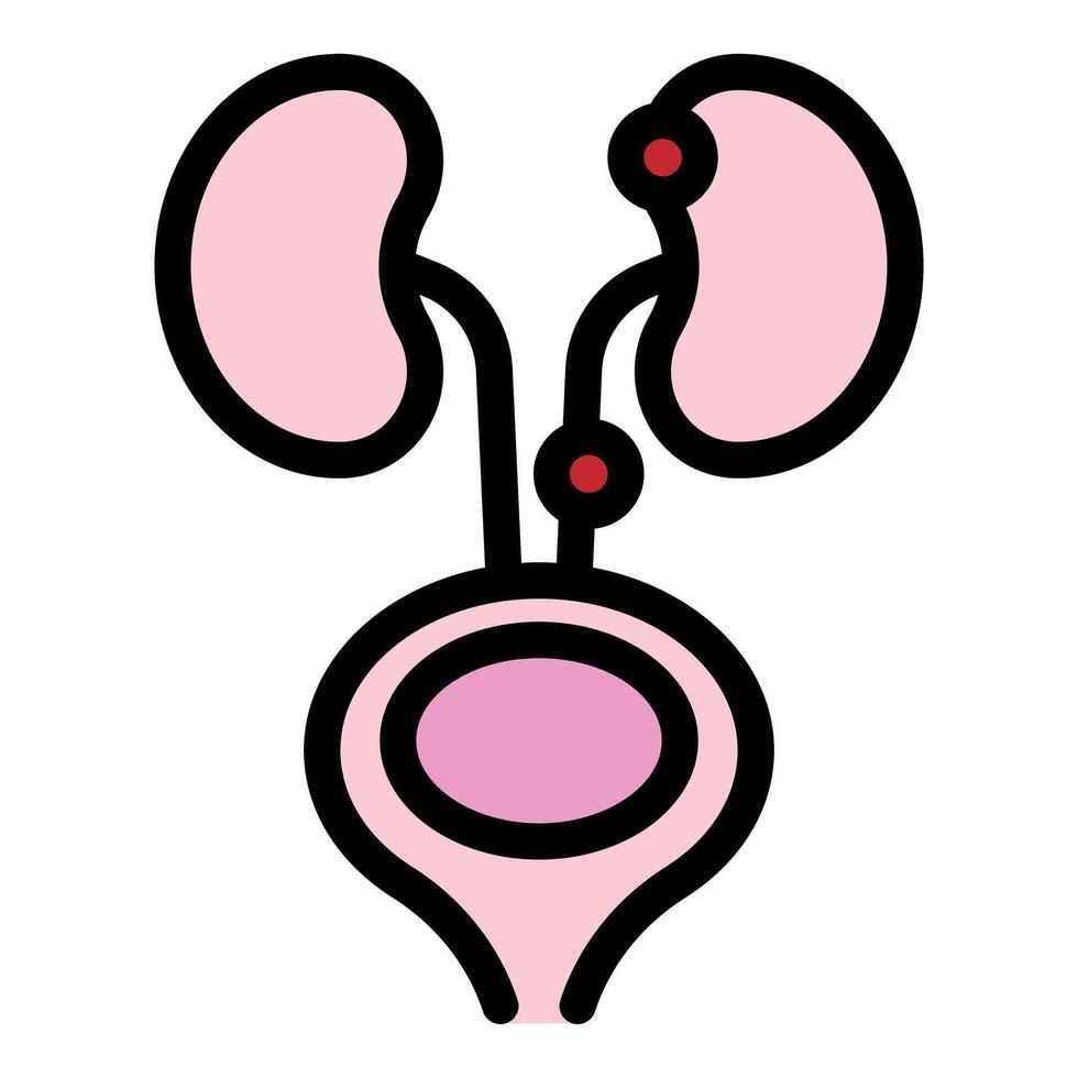 Human urinary system with kidneys and bladder working together vector