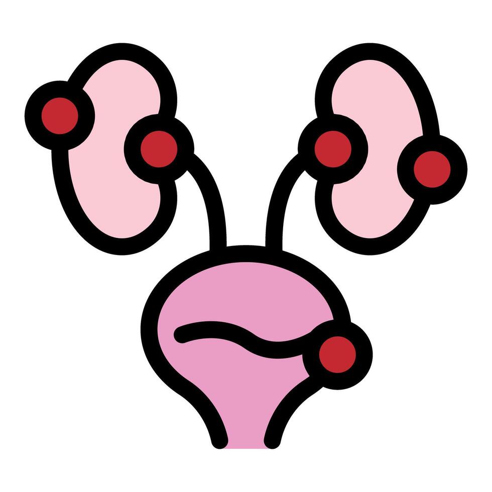Urinary system showing kidneys and bladder working together vector