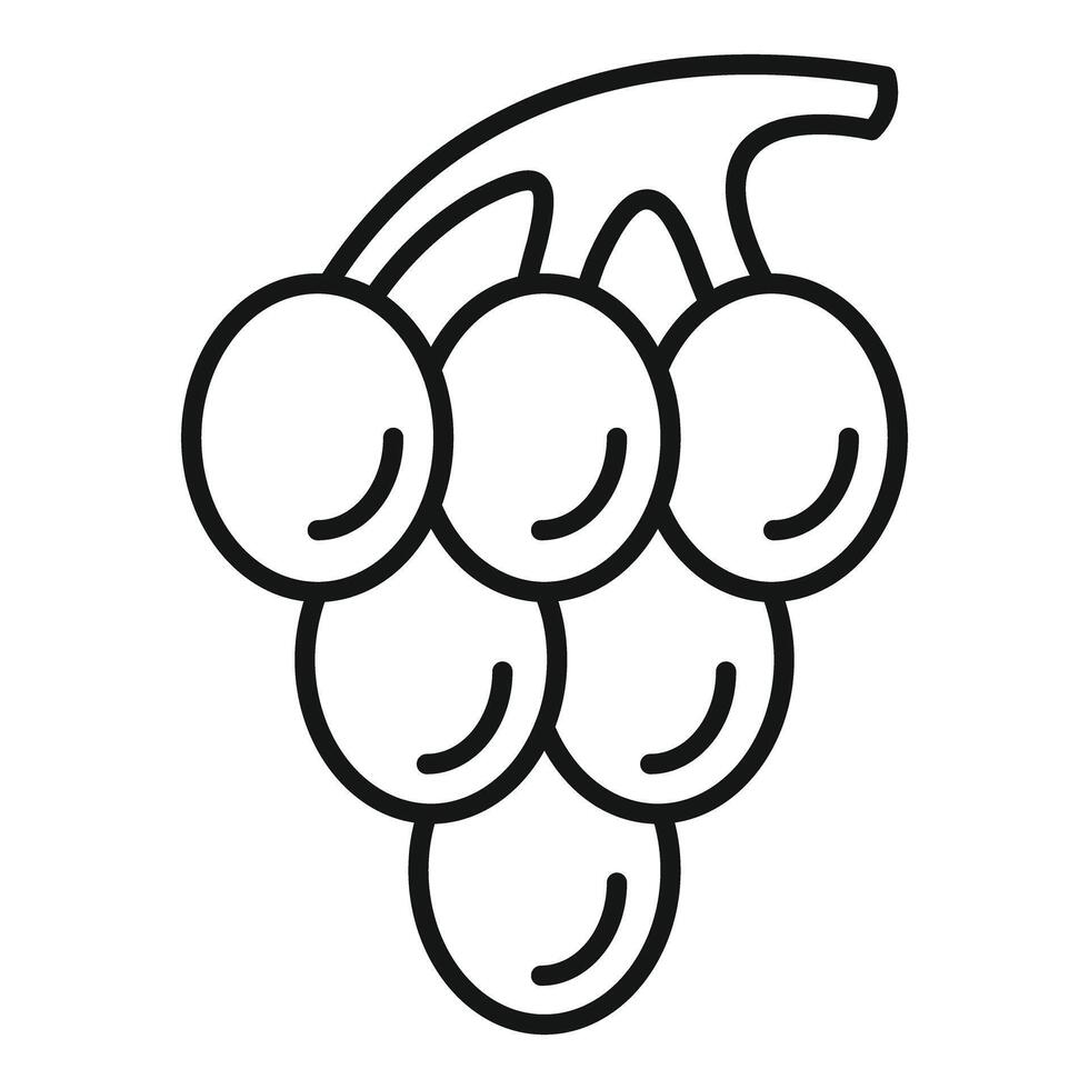Bunch of grapes hanging from vine, outline icon of fresh fruit vector