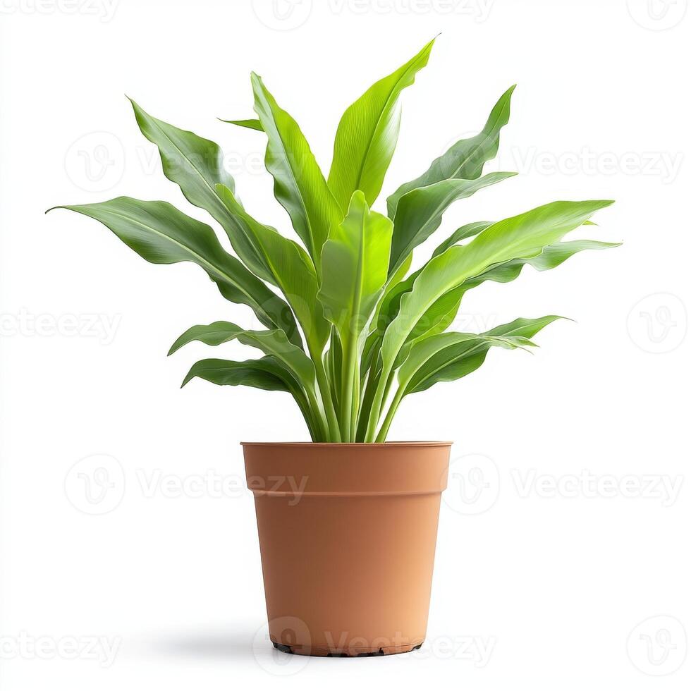 Aspidistra elatior in a terracotta pot, isolated on white background photo