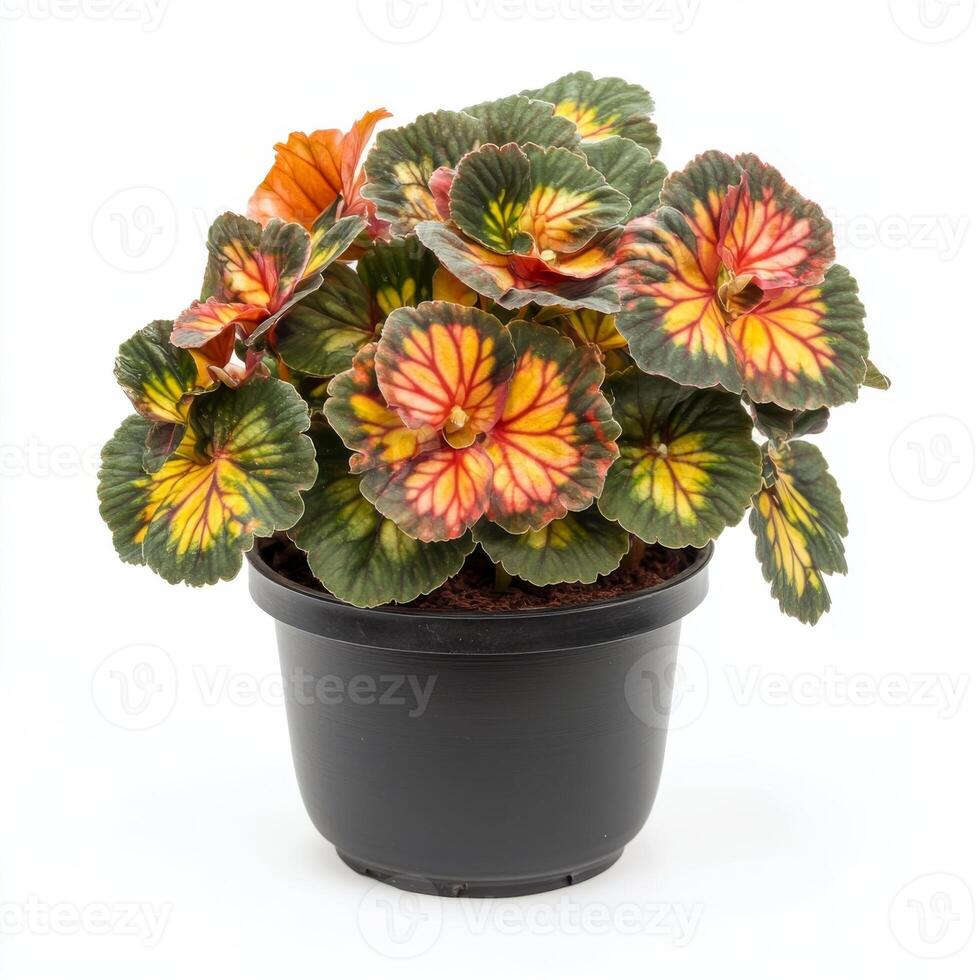 Stunning Rex Begonia in a Black Pot, Vibrant Colors and Unique Leaf Patterns photo