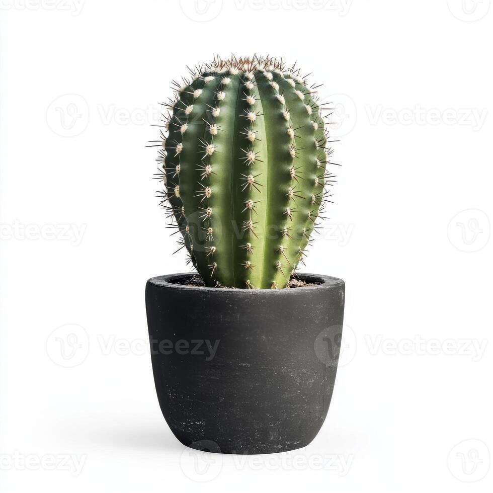Green Cactus in a Dark Grey Pot, Isolated on White Background photo