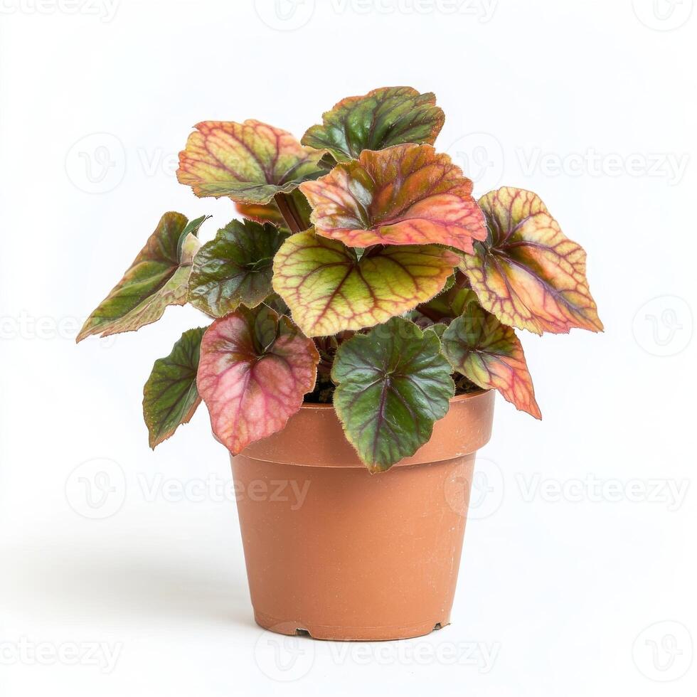 Stunning Rex Begonia in a Terracotta Pot, Vibrant Colors and Unique Leaf Patterns photo