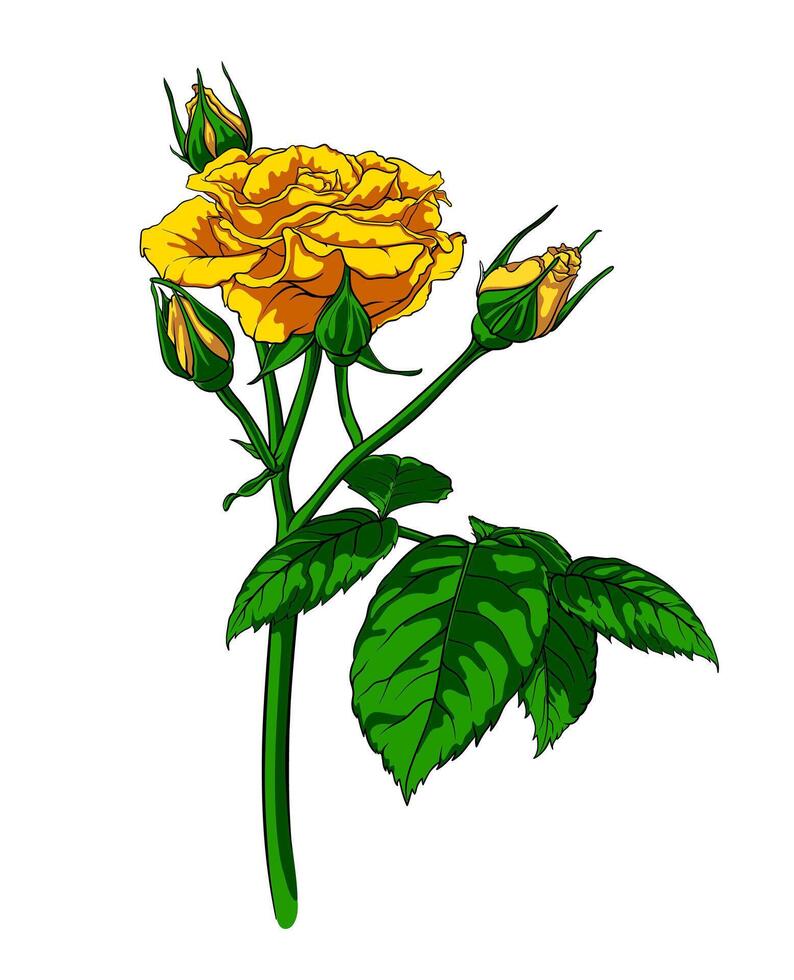 Elegant yellow rose, lush branch of summer flower with various buds on long stem, isolated on white background. hand drawn rose, illustration. vector