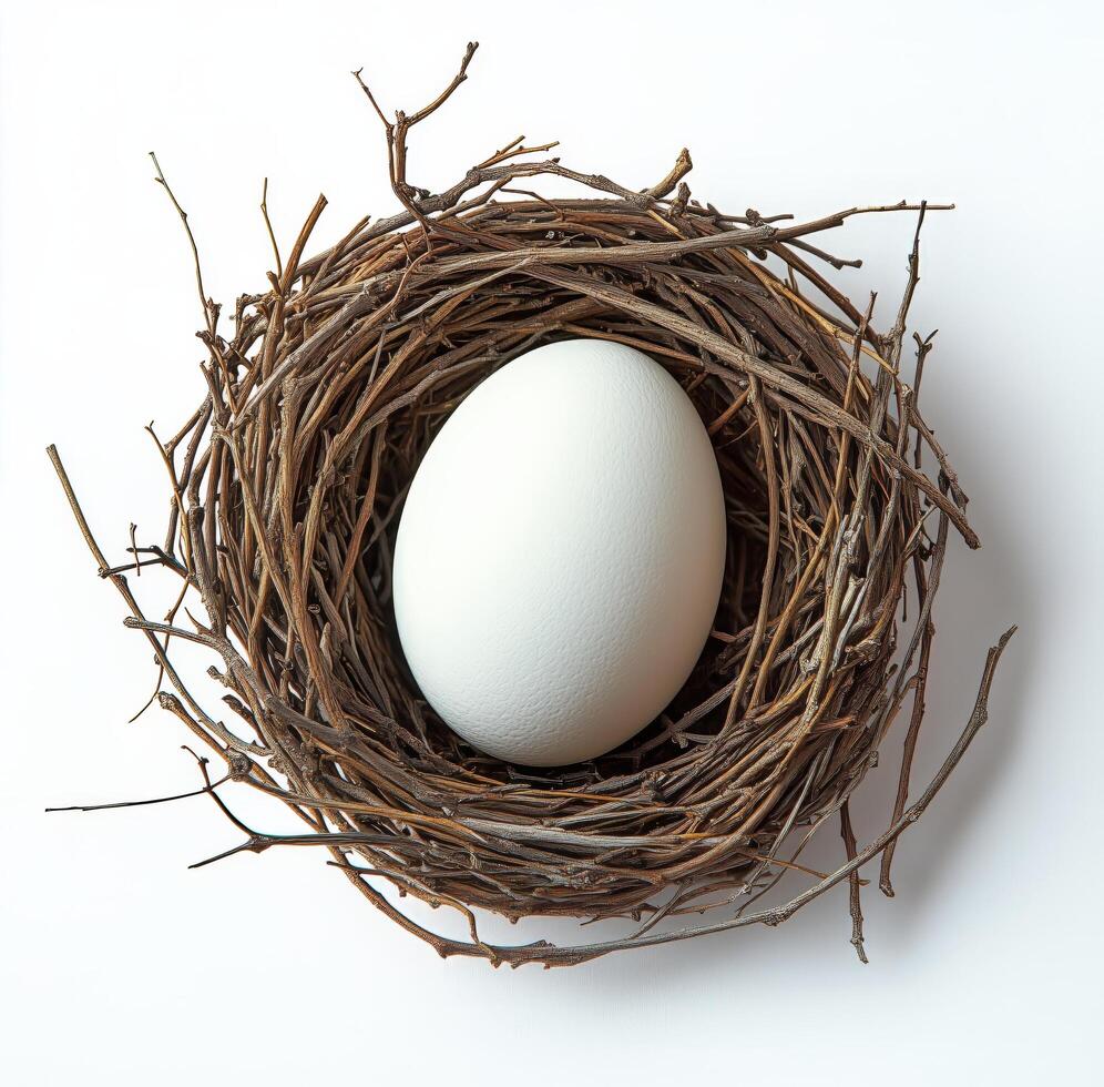 Nest with a single white egg resting on a bed of twigs and branches in a minimalistic setting photo
