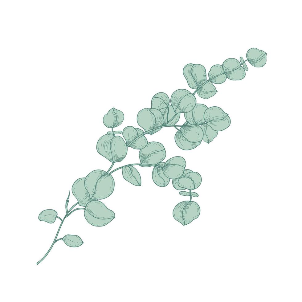 Eucalyptus gunnii or cider gum sprig with green leaves isolated on white background. Botanical detailed drawing of plant used in floristry. Realistic hand drawn illustration in antique style. vector