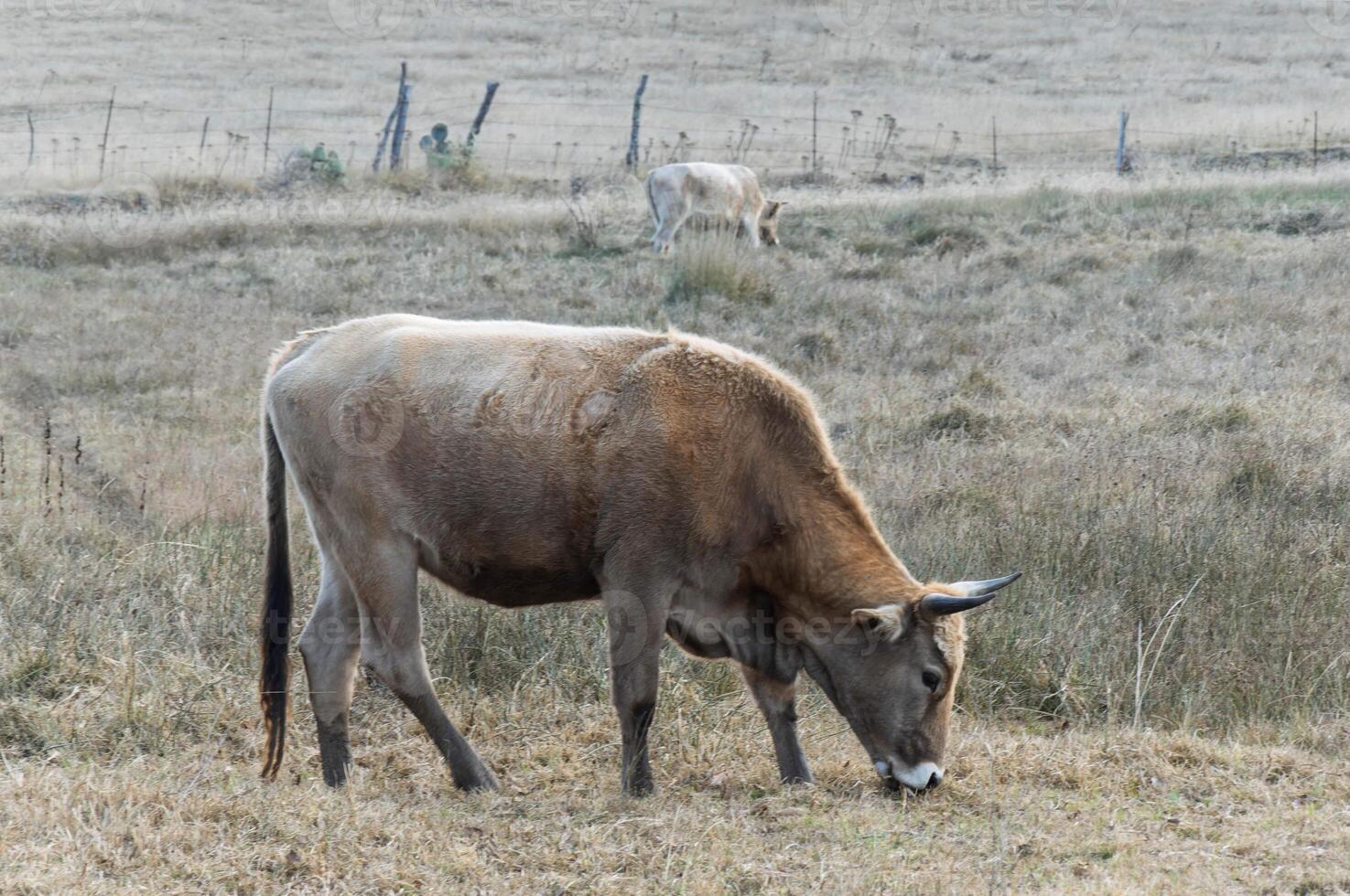 Cows grazing in a tranquil field during sunrise photo