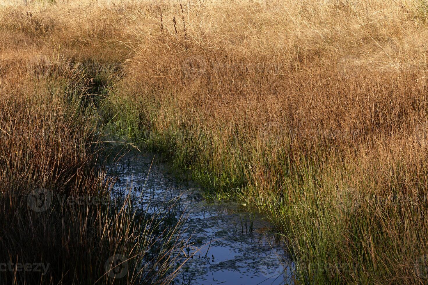Tall grass surrounds a winding stream in a serene landscape during midday photo