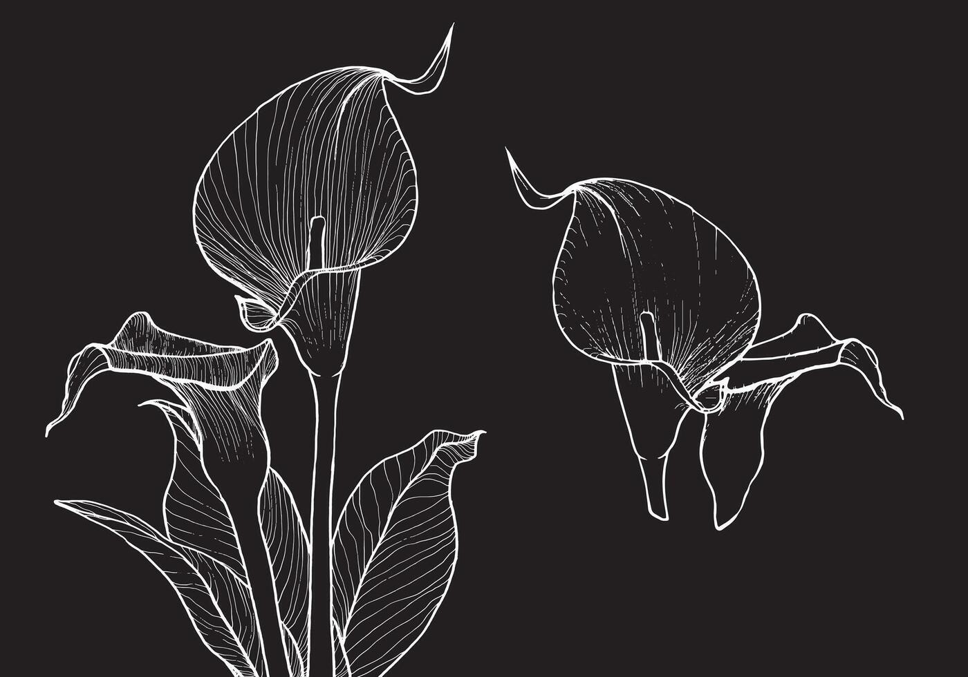 Elegant calla flower, hand drawn outline, white on black background. This template is easy to edit and ready to be used in all sorts of projects, either online or print. vector