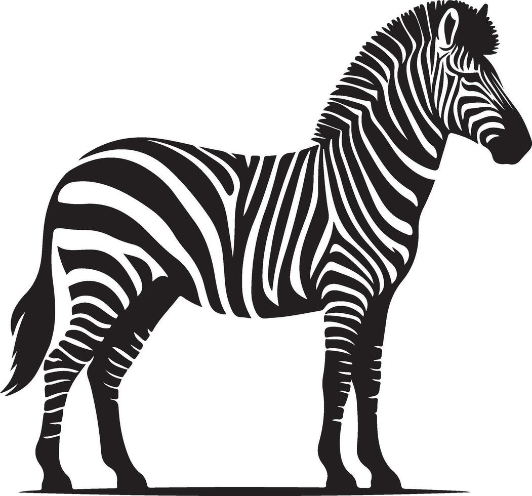 Wild Zebra Coloring Page Illustration Black White vector