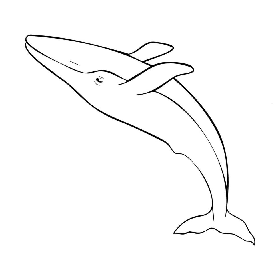 Blue whale, cetaceans fish, Underwater animal outline painted in black and white. Hand drawn illustration of Aquatic placental marine mammal with flippers and tail. Etching of underwater fish. vector