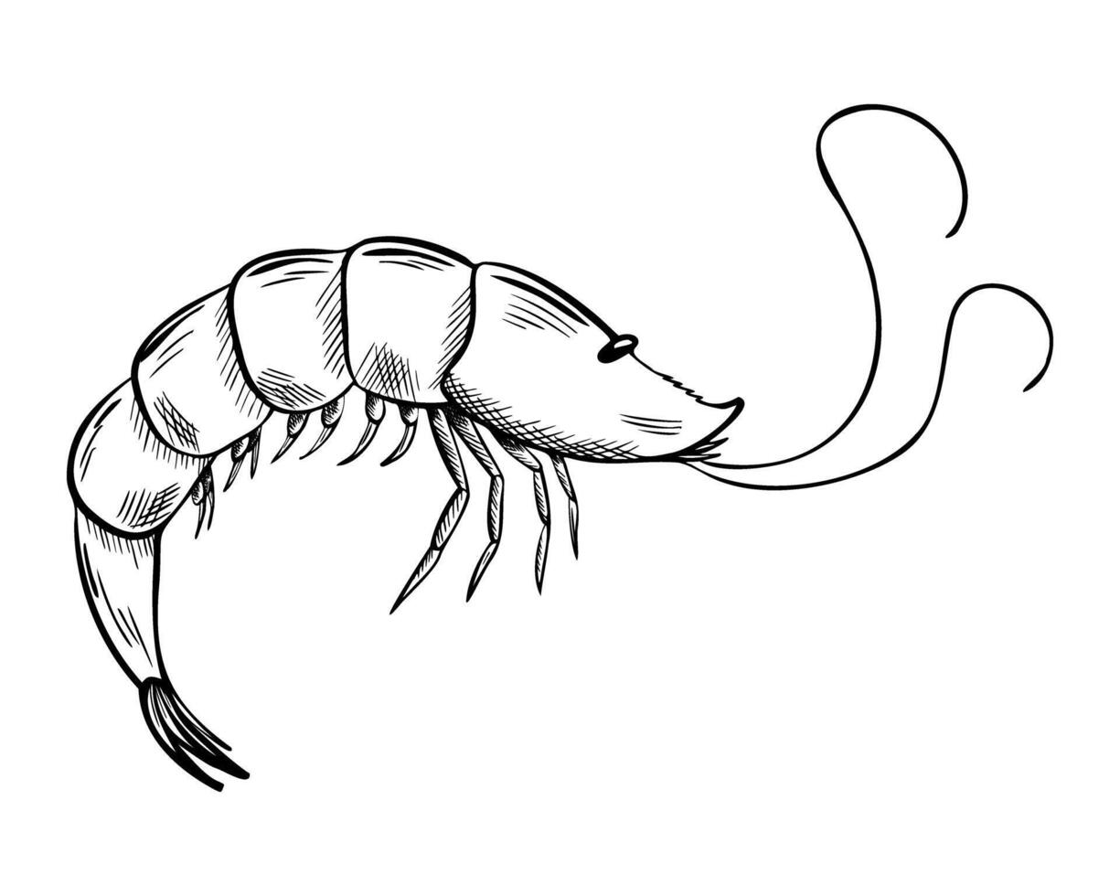 Shrimp Silhouette. Sketch of seafood. Hand Drawn Symbol. Monochrome illustration for icon, menu, package. Marine crustacean animal Engraving art vector