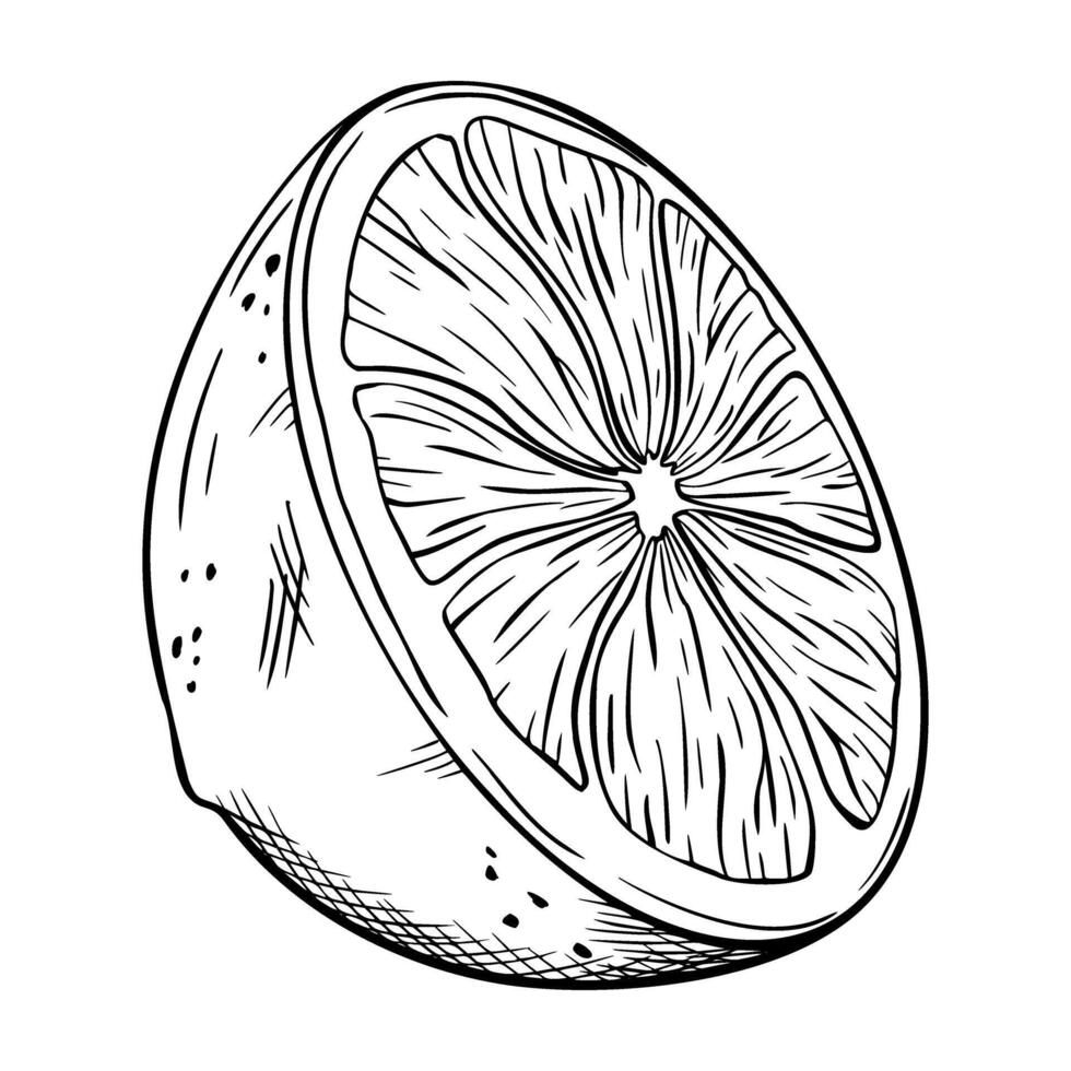 Lemon or lime slice. illustration. Sketch hand drawn. Half tropical citrus fruit. Design for menu, package, cosmetic, textile, cards vector