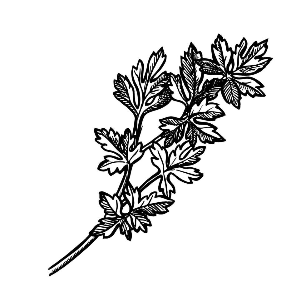 Celery or parsley. A hand-drawn graphic illustration. Black and white image of spicy greens. she stands out in the background. Perfect for menus, recipe books, packages, labels, and more. vector