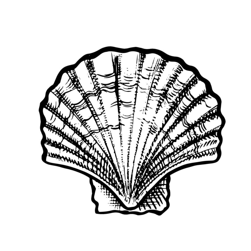The scallop. A hand-drawn graphic illustration. Black and white image of seafood. Separate from the background. Perfect for menus, recipe books, packages, labels, and more vector