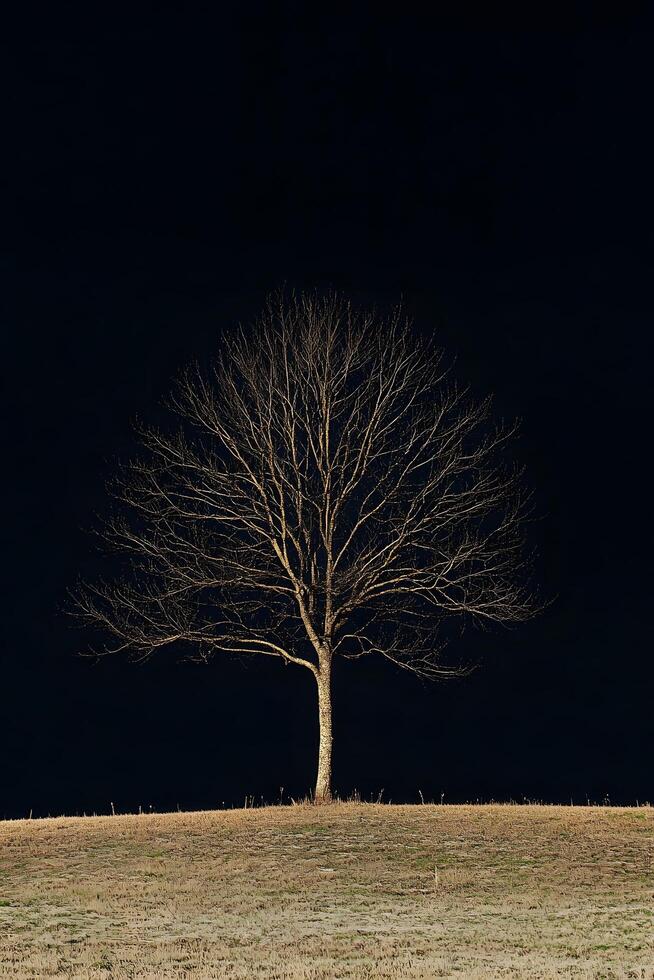 Illuminated Leafless Tree at Night photo