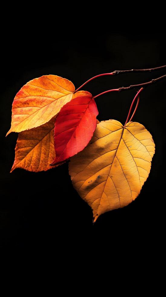 Autumn Leaves Still Life Photography Red Orange Yellow Foliage on Black Background photo