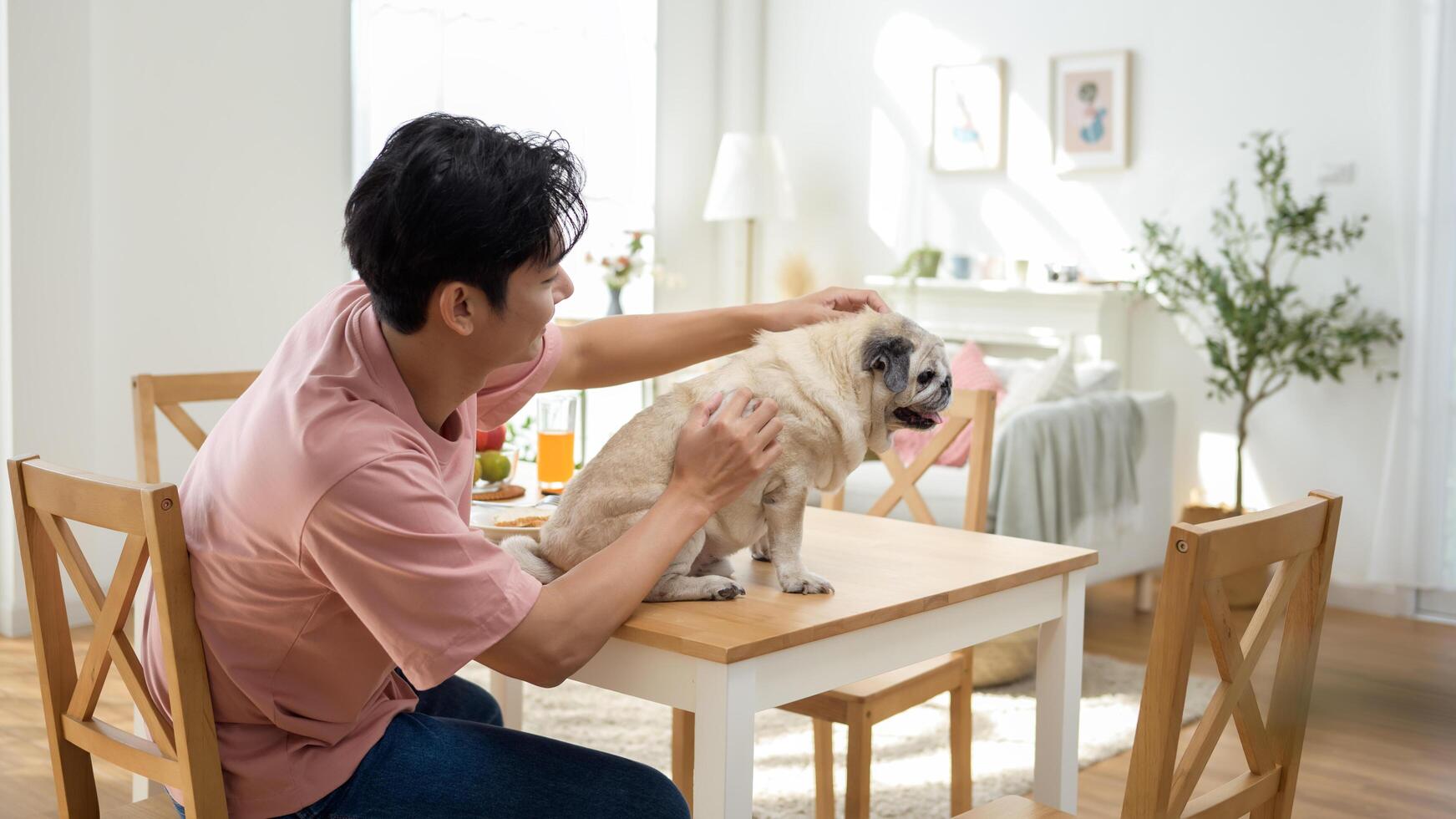 Man Gently Interacts With a Pug on the Kitchen Table in a Bright and Cozy Home photo