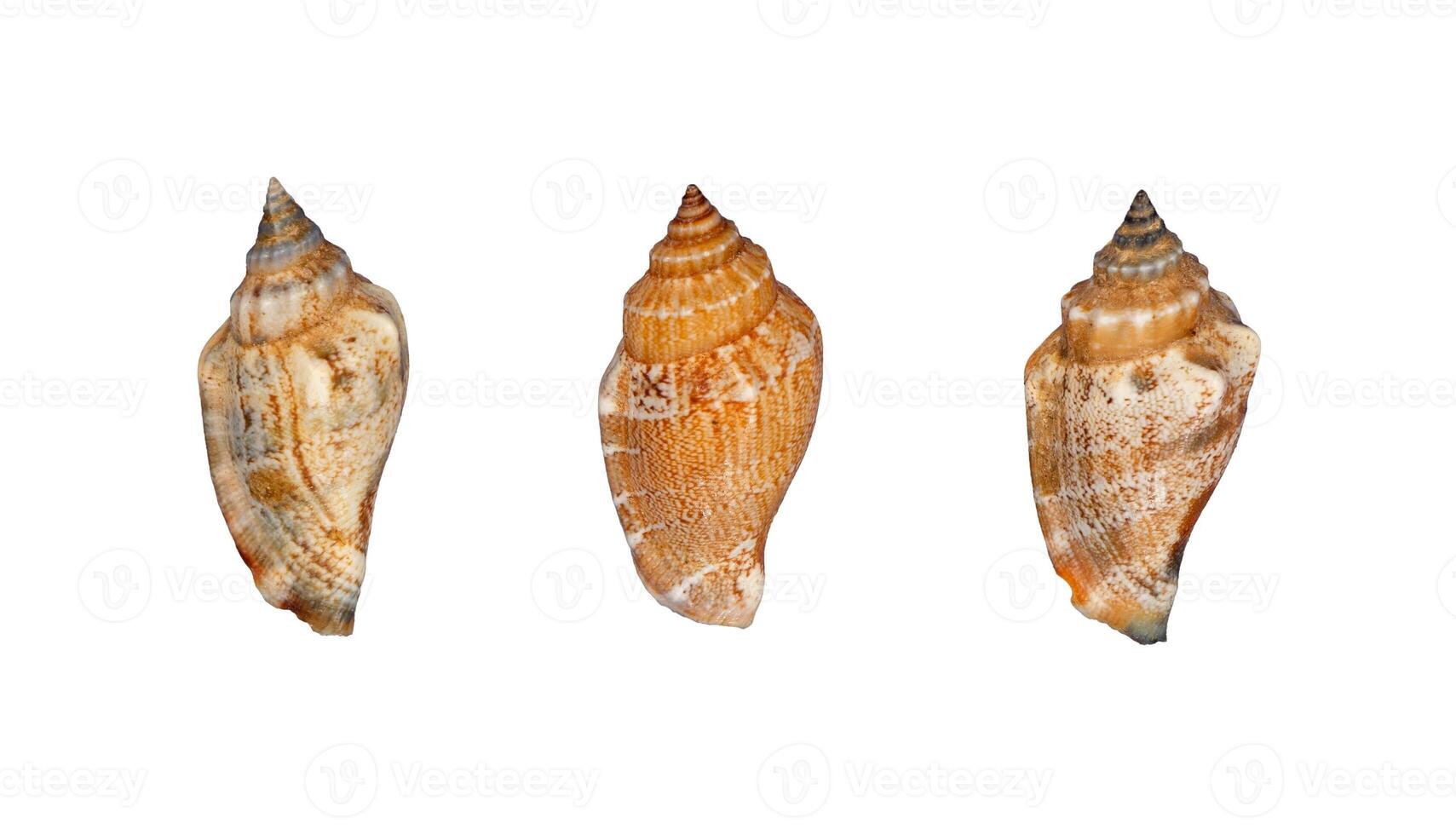 set of sea shells isolated element photo