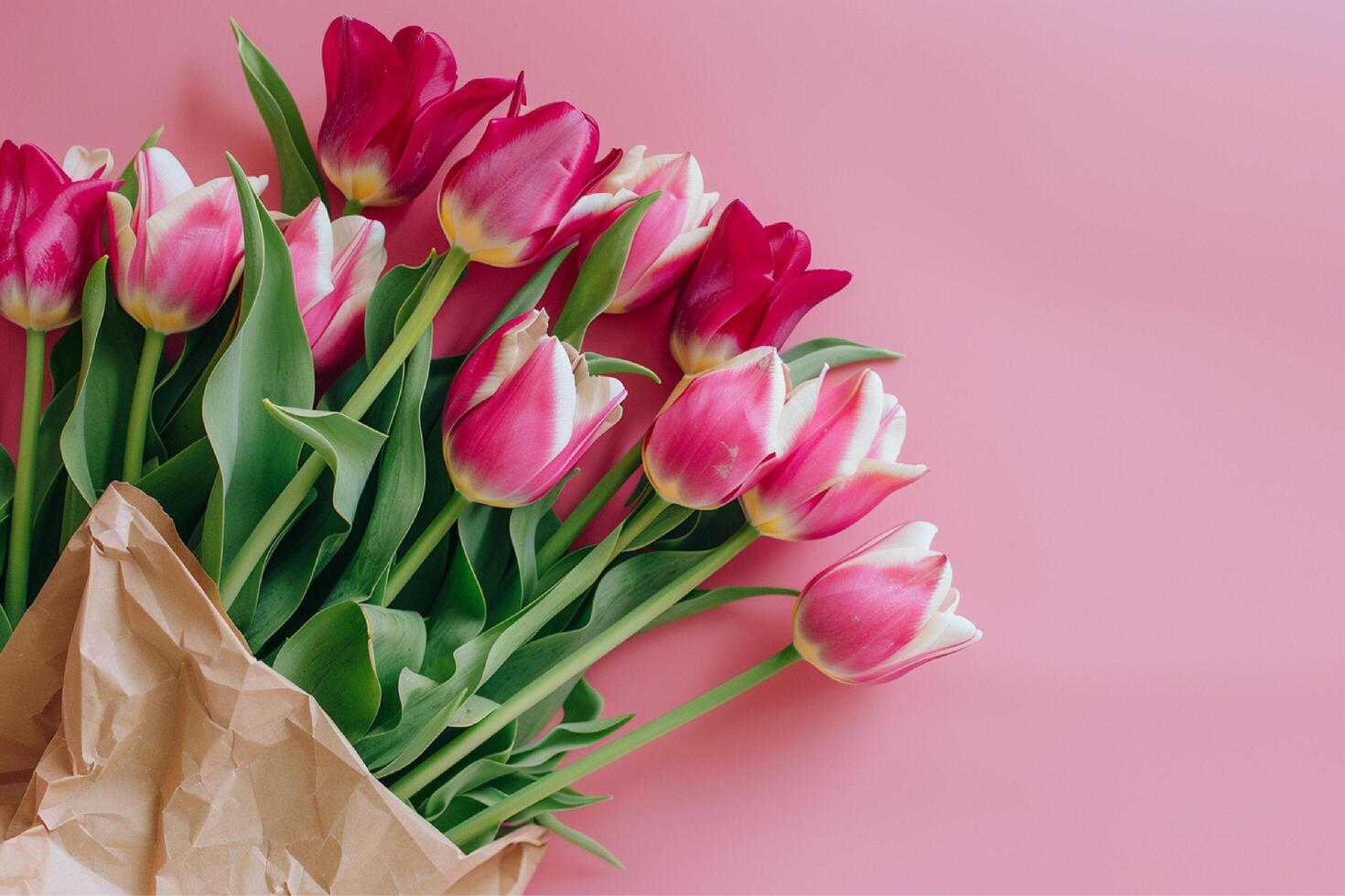 Pink tulips with white color copy space background photo