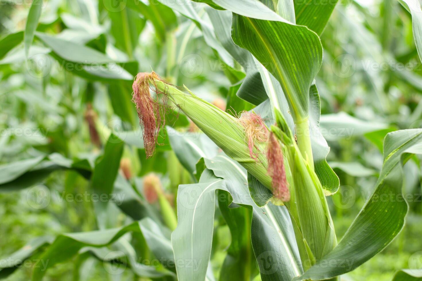 horizontal photo of bright green corn plants on an Indonesian plantation